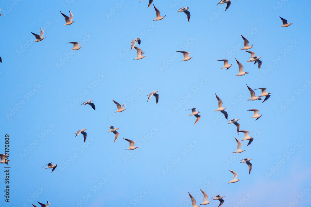 group of seagulls in flight in the blue sky group of seagulls in flight in the blue sky