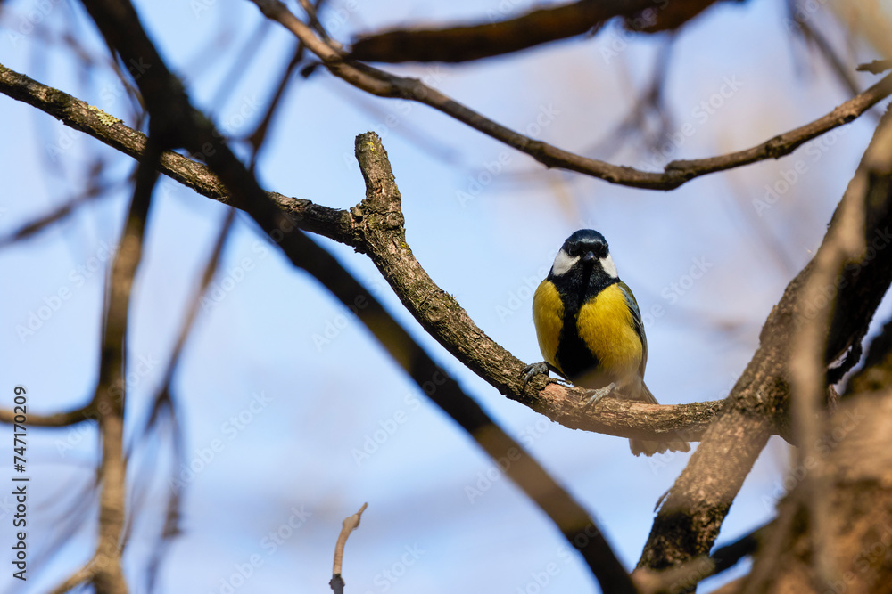 Obraz premium (Parus major) on a tree branch on a spring day.