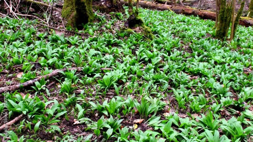 field of wild garlic and flower of wild garlic in spring in Germany field of wild garlic and flower of wild garlic in spring in Germany