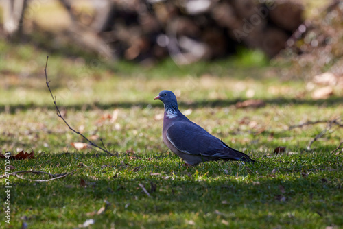 wild pigeons through the grass in a park looking for food