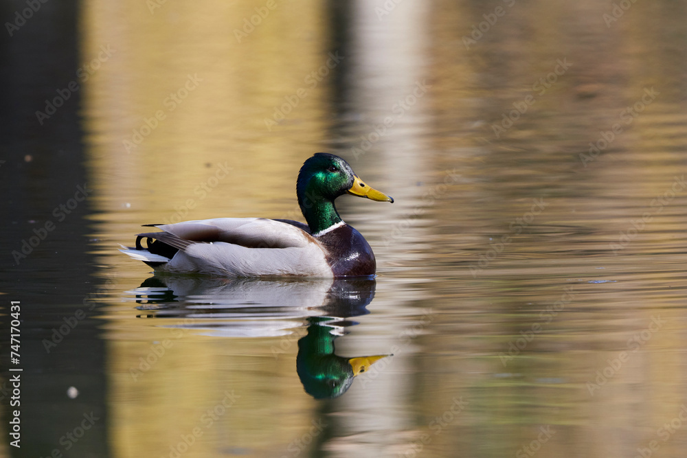 Fototapeta premium Wild duck swimming on a water on a spring day