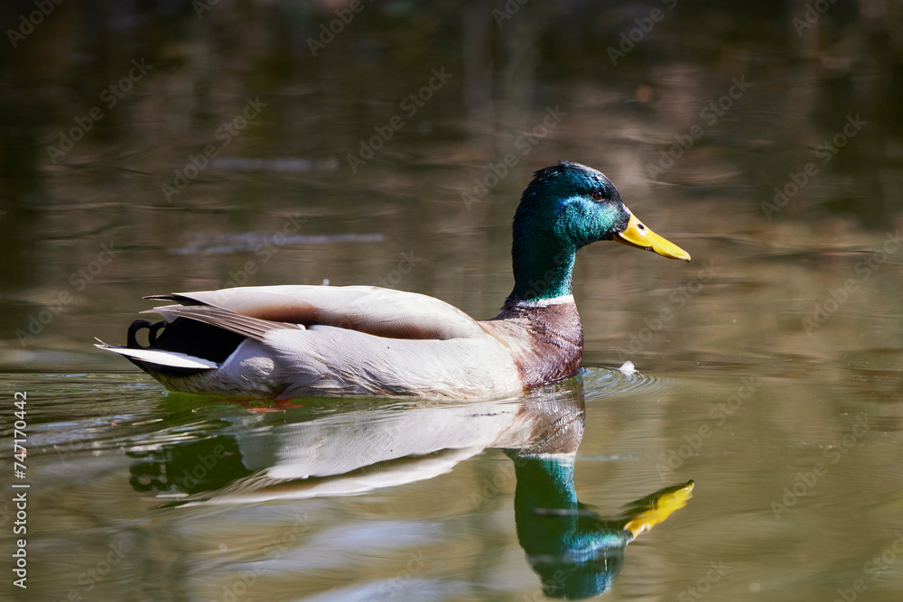 Obraz premium Wild duck swimming on a water on a spring day