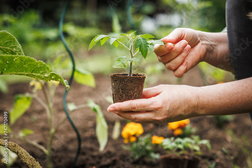 Woman holding tomato plant seedling in biodegradable peat pot. Planting in vegetable garden at springtime photo