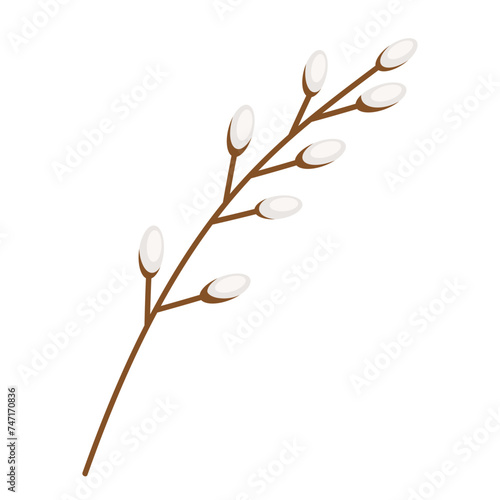 pussy willow twig isolated on white. spring element for postcard, banner, instagram, pattern, background, congratulation, in a simple flat style