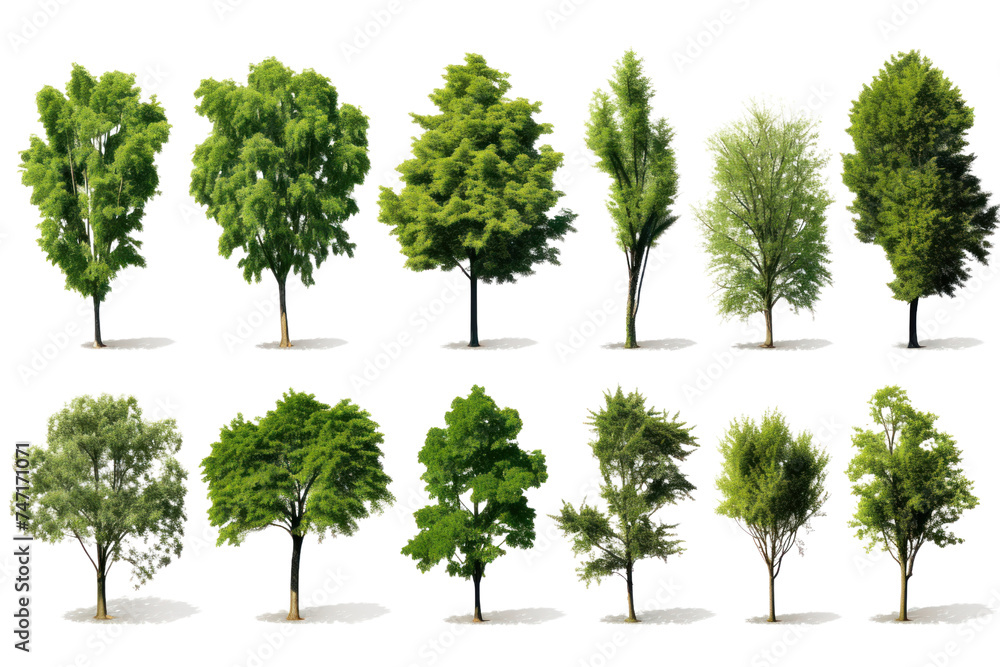 Set of green trees isolated on whiteisolated on transparent and white background.PNG image. Set of green trees isolated on whiteisolated on transparent and white background.PNG image.