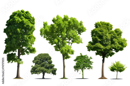 Set of green trees isolated on whiteisolated on transparent and white background.PNG image. 