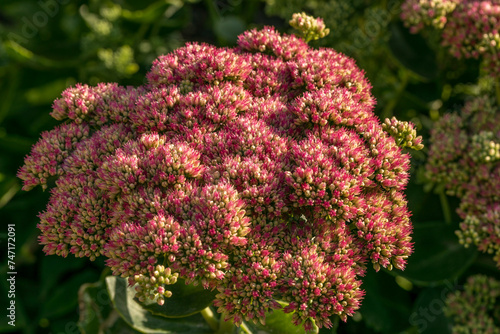 Red garden plants, here from the Danish gardens, nole always green, all year round photo