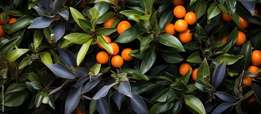 An orange tree filled with ripe oranges hanging from its branches in a lush green setting. The tree is thriving with vibrant orange fruits ready for harvest. An orange tree filled with ripe oranges hanging from its branches in a lush green setting. The tree is thriving with vibrant orange fruits ready for harvest.