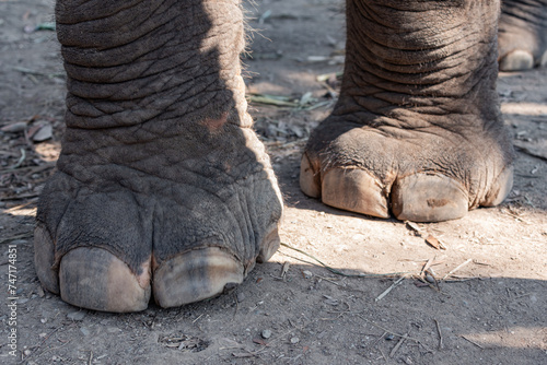 Close up to elephant paws