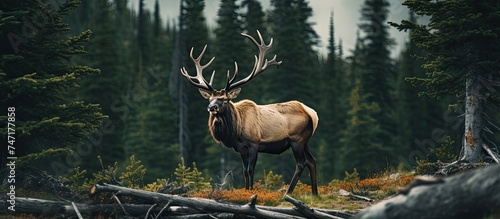 A majestic elk is standing proudly on top of a dense and vibrant green forest, showcasing its impressive size and strength in the wild surroundings. The lush canopy provides a striking backdrop to the