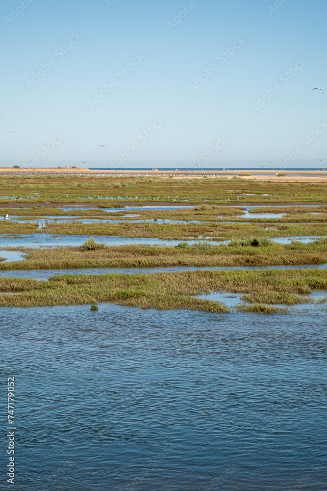 Flocks of birds in the marshes on the coast of Huelva in Spain,. Marshes all over the world are vital habitats for many species of fish, invertebrates, and migrating birds.