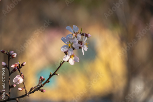 Prunus dulcis. Almond flowers. Flowering almond tree in the garden. Blooming pink flowers on the branches © mestock