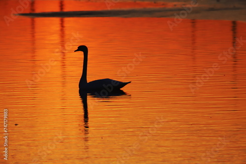 silhouette of a swan against the background of sunrise 