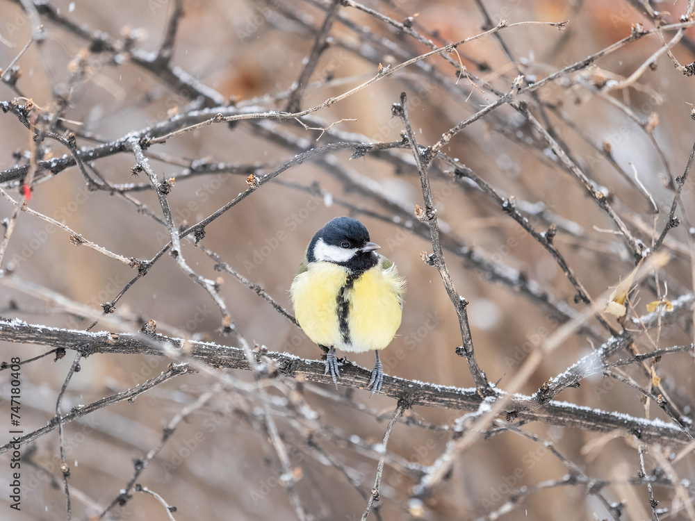 Obraz premium Cute bird Great tit, songbird sitting on the branch with blurred background