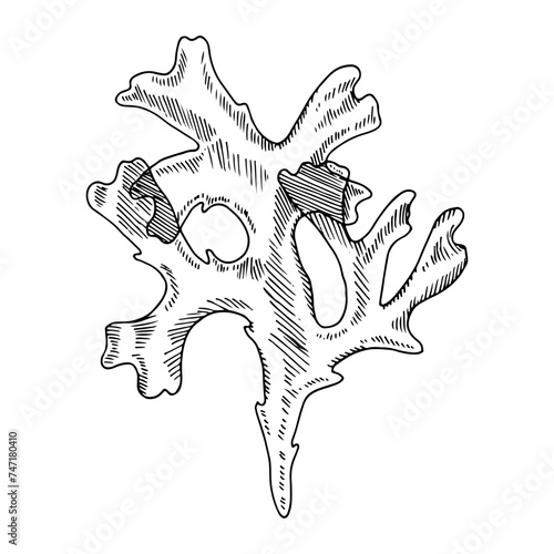 Kelp Vector line art. Outline under water plant. Hand drawn Seaweed graphic clipart. Linear drawing on isolated background. Black alga illustration. Sea weeds at the bottom sketch