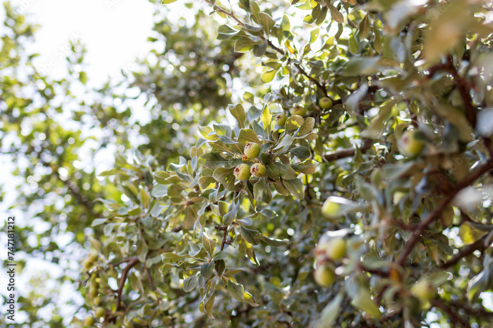 Wild apples on the tree branches in a garden close up on a blurred background. Wild apples on the tree branches in a garden close up on a blurred background.