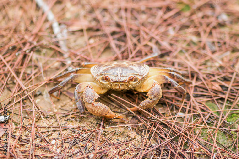 Mountain crab is sitting on pine needles in a forest.