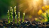 Asparagus seedlings that are rooted in natural daylight prosper in the daylight and space, Generative AI.