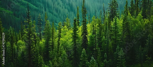 Aerial view of green forest of old spruce, fir and pine trees nature landscape. AI generated image photo