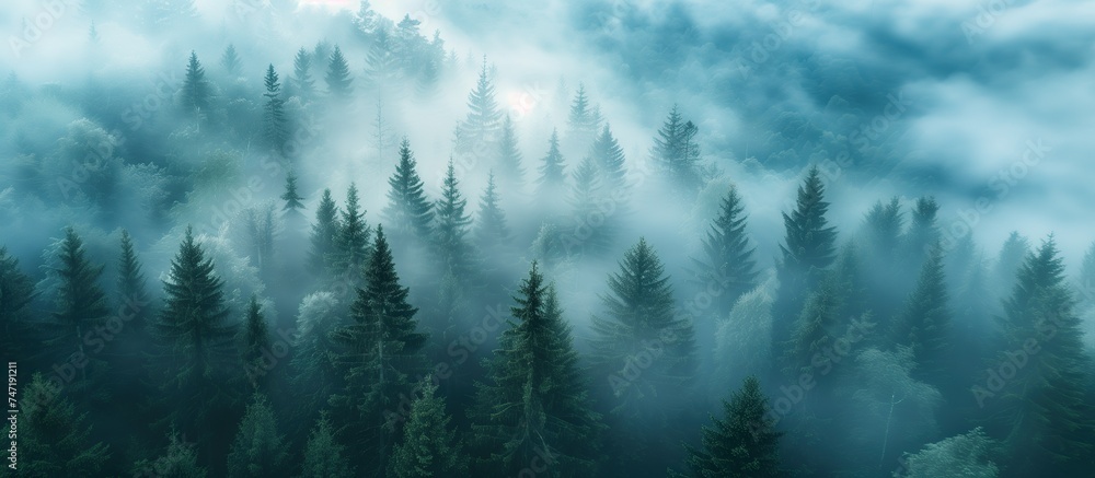 Mystical forest in the mist background. Aerial perspective view.