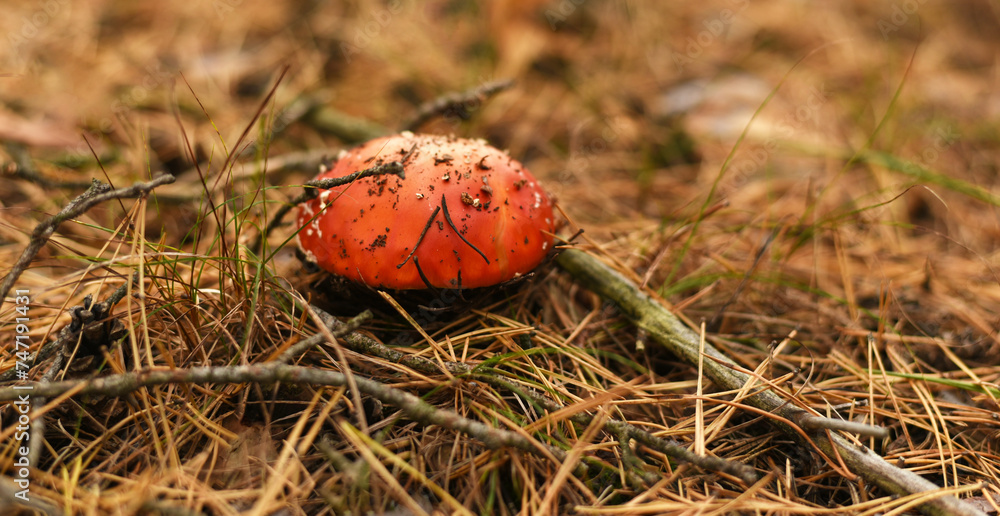 Mushrooms. Russula. Poisonous forest mushrooms. Mushrooms. Russula. Poisonous forest mushrooms.