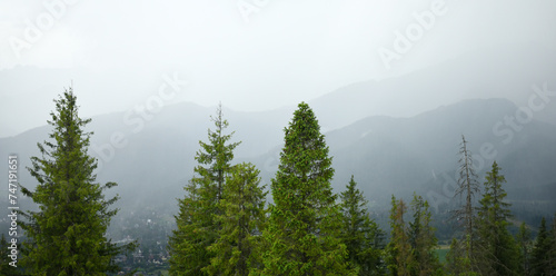 Fototapeta Naklejka Na Ścianę i Meble -  Foggy mountain landscape with fir forest.