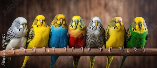 A group of vibrant Budgerigars, also known as Parakeets, are sitting together on top of a wooden perch. The colorful birds are chirping and preening their feathers in a lively display. photo