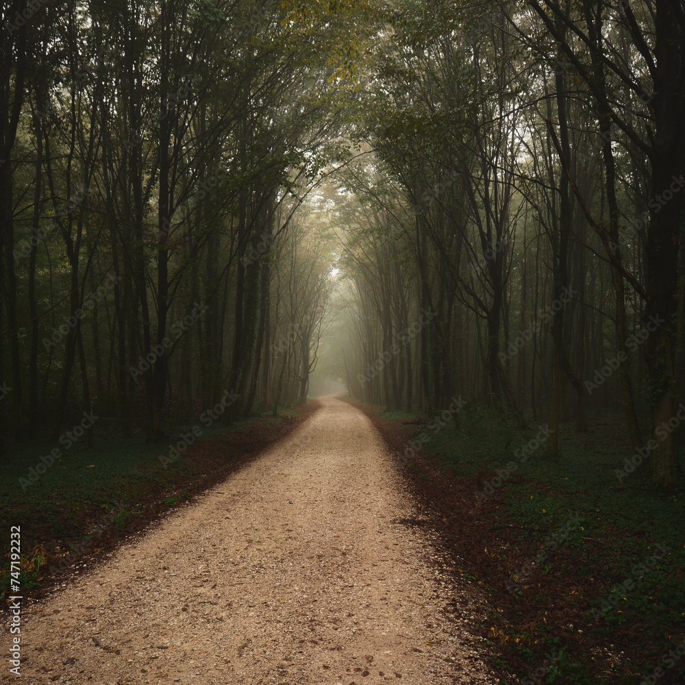 Fototapeta premium the road leading to a tree filled forest is empty with some leaves