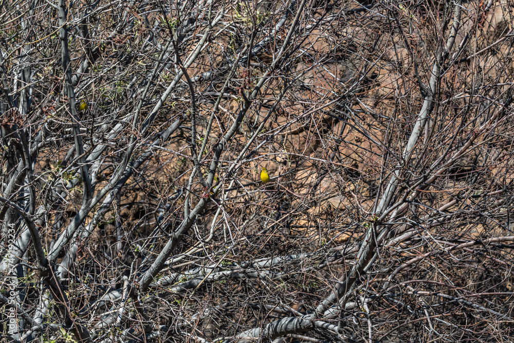 Pájaro apoyado en la rama de un árbol, Parque Nacional del Teide. Pájaro apoyado en la rama de un árbol, Parque Nacional del Teide.