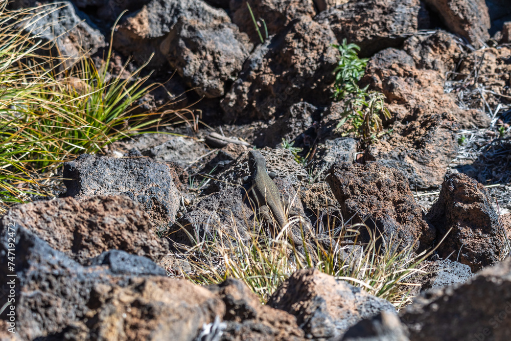 Lagarto en el Parque Nacional del Teide, Tenerife. Lagarto en el Parque Nacional del Teide, Tenerife.