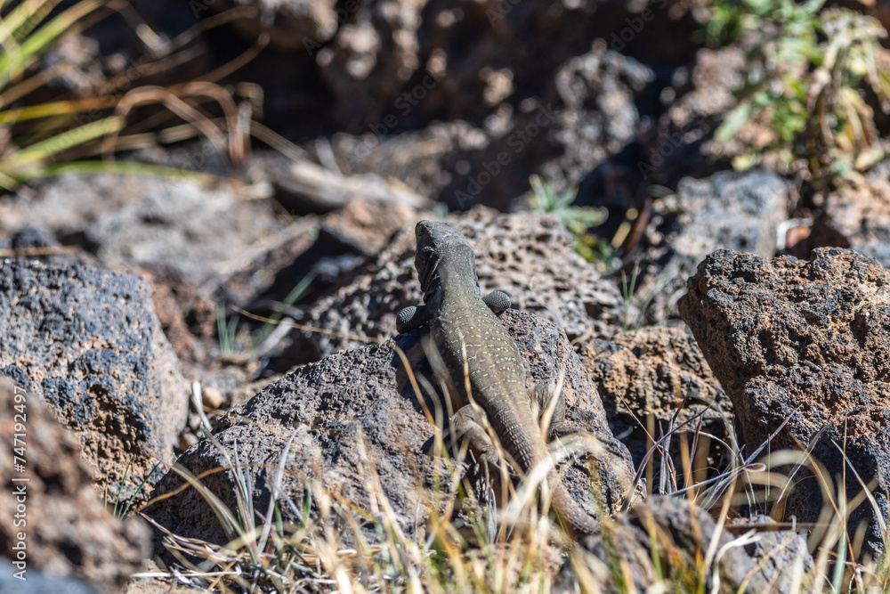 Lagarto en el Parque Nacional del Teide, Tenerife. Lagarto en el Parque Nacional del Teide, Tenerife.