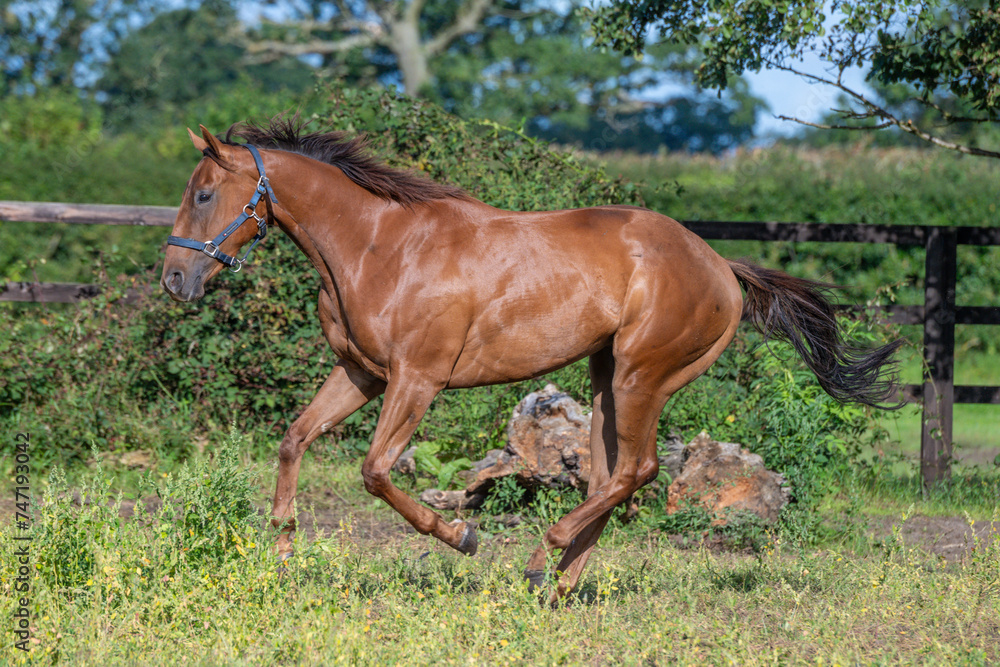 Thoroughbred racehorses enjoying summer turn out in the fields, galloping around for fun and letting off steam. Thoroughbred racehorses enjoying summer turn out in the fields, galloping around for fun and letting off steam.