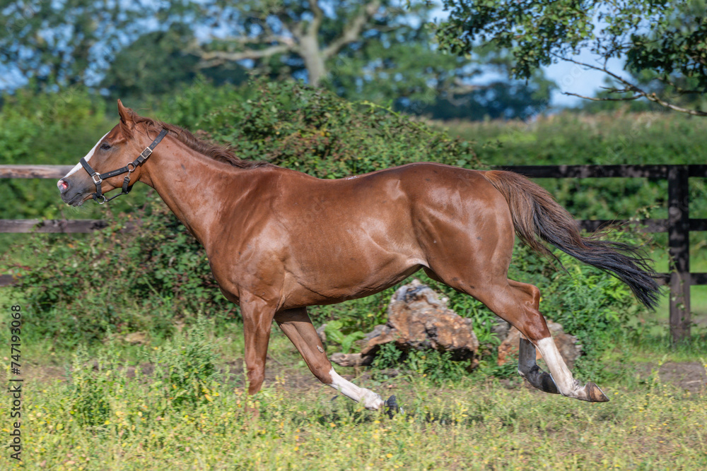 Thoroughbred racehorses enjoying summer turn out in the fields, galloping around for fun and letting off steam. Thoroughbred racehorses enjoying summer turn out in the fields, galloping around for fun and letting off steam.
