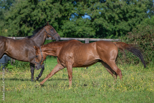 Thoroughbred racehorses enjoying summer turn out in the fields  galloping around for fun and letting off steam.