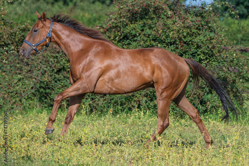 Thoroughbred racehorses enjoying summer turn out in the fields, galloping around for fun and letting off steam.