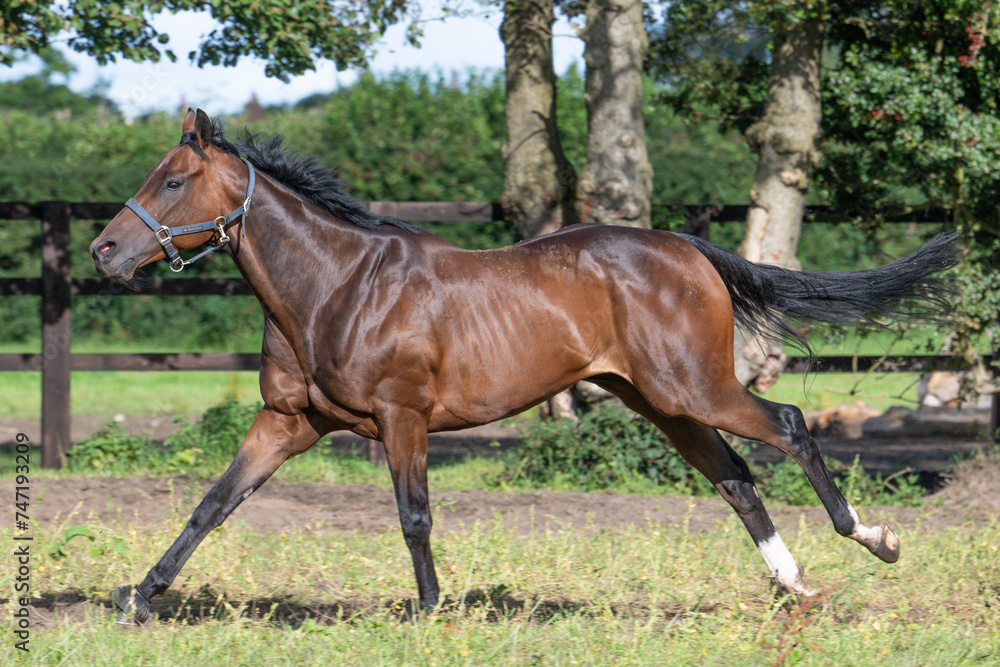 Thoroughbred racehorses enjoying summer turn out in the fields, galloping around for fun and letting off steam.