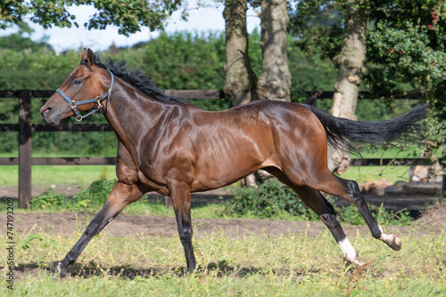 Thoroughbred racehorses enjoying summer turn out in the fields, galloping around for fun and letting off steam.