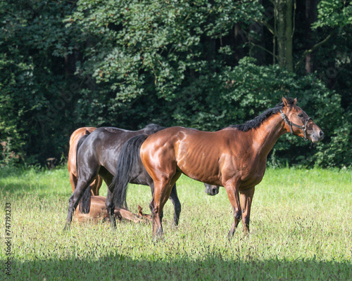 Thoroughbred racehorses enjoying summer turn out in the fields, galloping around for fun and letting off steam.