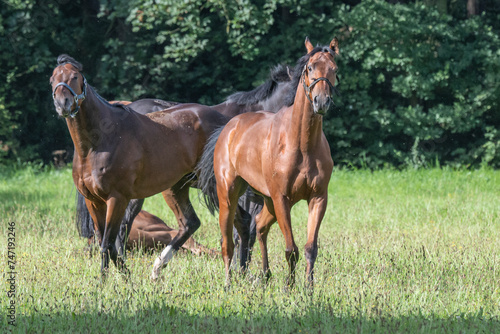 Thoroughbred racehorses enjoying summer turn out in the fields, galloping around for fun and letting off steam.
