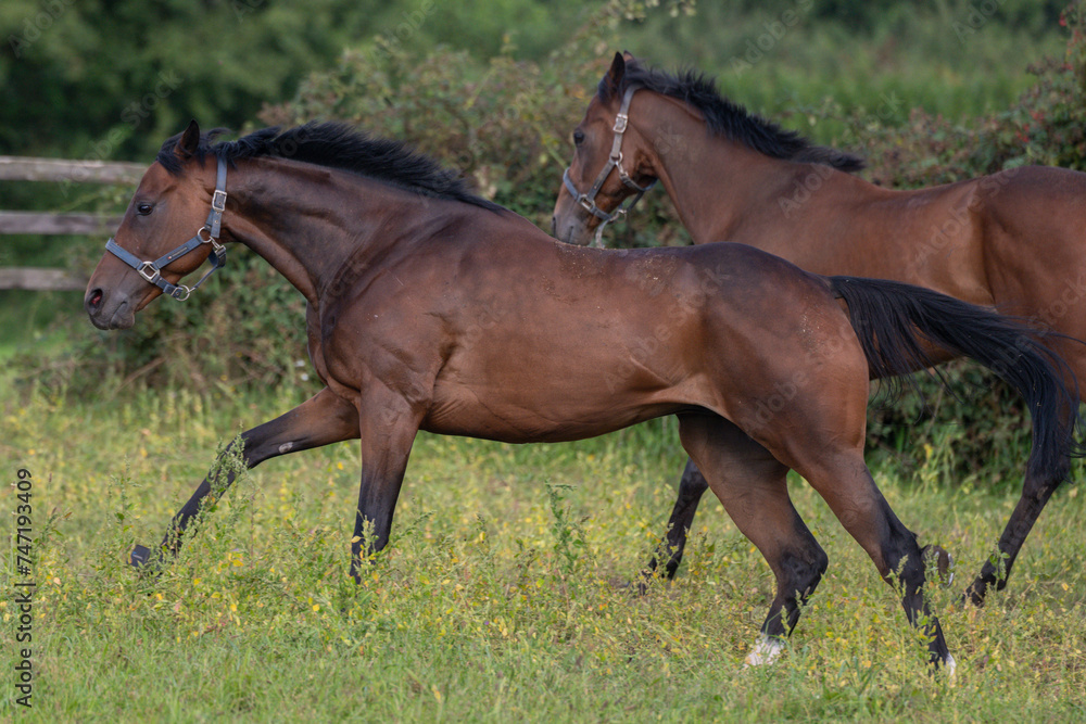 Thoroughbred racehorses enjoying summer turn out in the fields, galloping around for fun and letting off steam. Thoroughbred racehorses enjoying summer turn out in the fields, galloping around for fun and letting off steam.