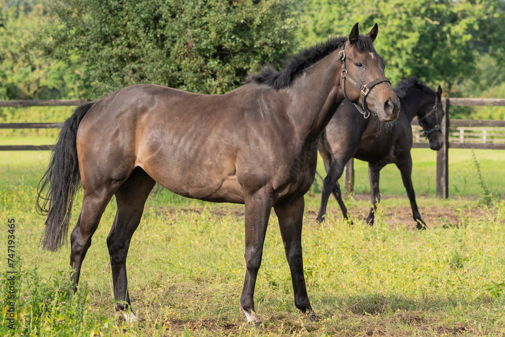 Thoroughbred racehorses enjoying summer turn out in the fields, galloping around for fun and letting off steam. Thoroughbred racehorses enjoying summer turn out in the fields, galloping around for fun and letting off steam.