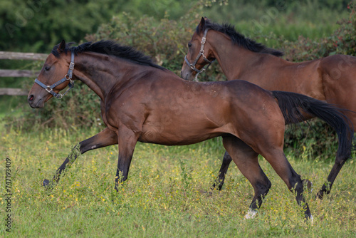 Thoroughbred racehorses enjoying summer turn out in the fields  galloping around for fun and letting off steam.