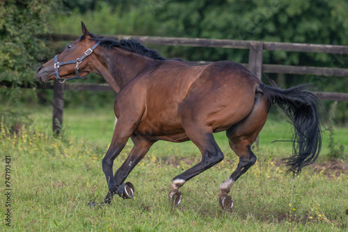 Thoroughbred racehorses enjoying summer turn out in the fields, galloping around for fun and letting off steam.