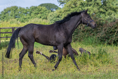 Thoroughbred racehorses enjoying summer turn out in the fields, galloping around for fun and letting off steam.