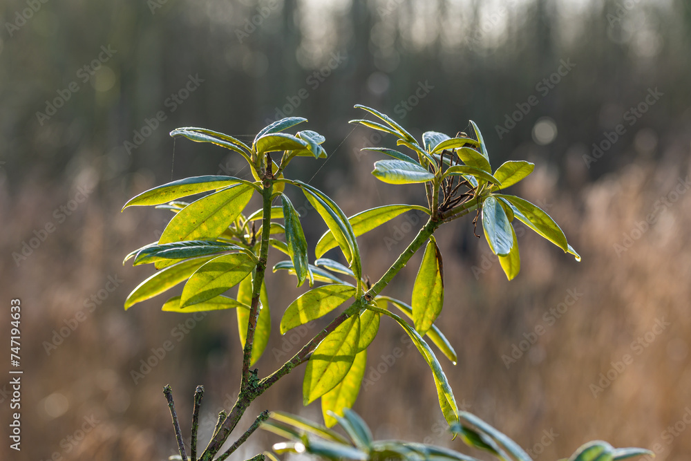 Obraz premium Green leaves and plants from a Danish garden