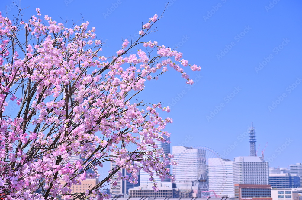 Cherry blossom or Sakura full bloom with Cityscape of Yokohama city, Skyline and office building in Minatomirai, Yokohama city port, Kanagawa, Japan