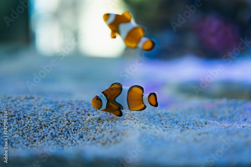 Captivating Clownfish Swimming in Aquarium Habitat photo