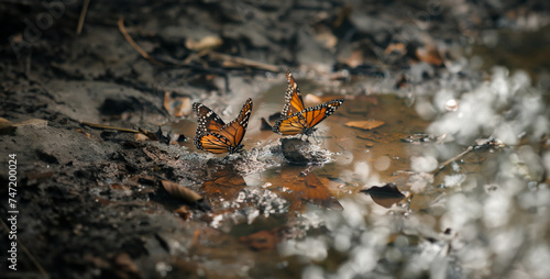 Butterfly Puddling on Mud Butterflies gather around a mud puddle, sipping essential minerals for their health, showcasing the unexpected behaviors of these beautiful creatures  photography photo