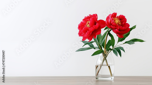 Pivoines rouges  fleurs dans un vase transparent. Arri  re-plan blanc. Espace vide de composition. Fleur  nature  plante. Printemps. Fond pour conception et cr  ation graphique.