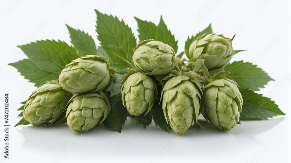 Beer Hops Isolated On White Background Beer Hops Isolated On White Background